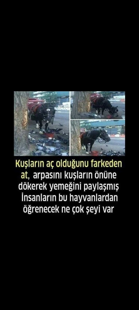 hatice Dikilitaş (@haticedikilitas) on Twitter photo 