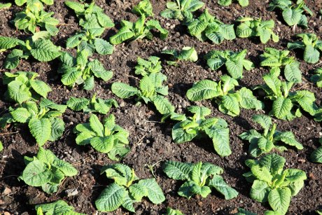 agroblogs_ru's tweet photo. Как размножить примулы в августе

Примула относится к тем цветам, которые не требуют от нас особого внимания. Гла��ное – посадить ее вовремя и на правильное ме��то, и она будет радовать всех своими яркими красками долгое время. Эти невысокие…
https://t.co/3WTIJ5V86m https://t.co/Q68rgMY03y