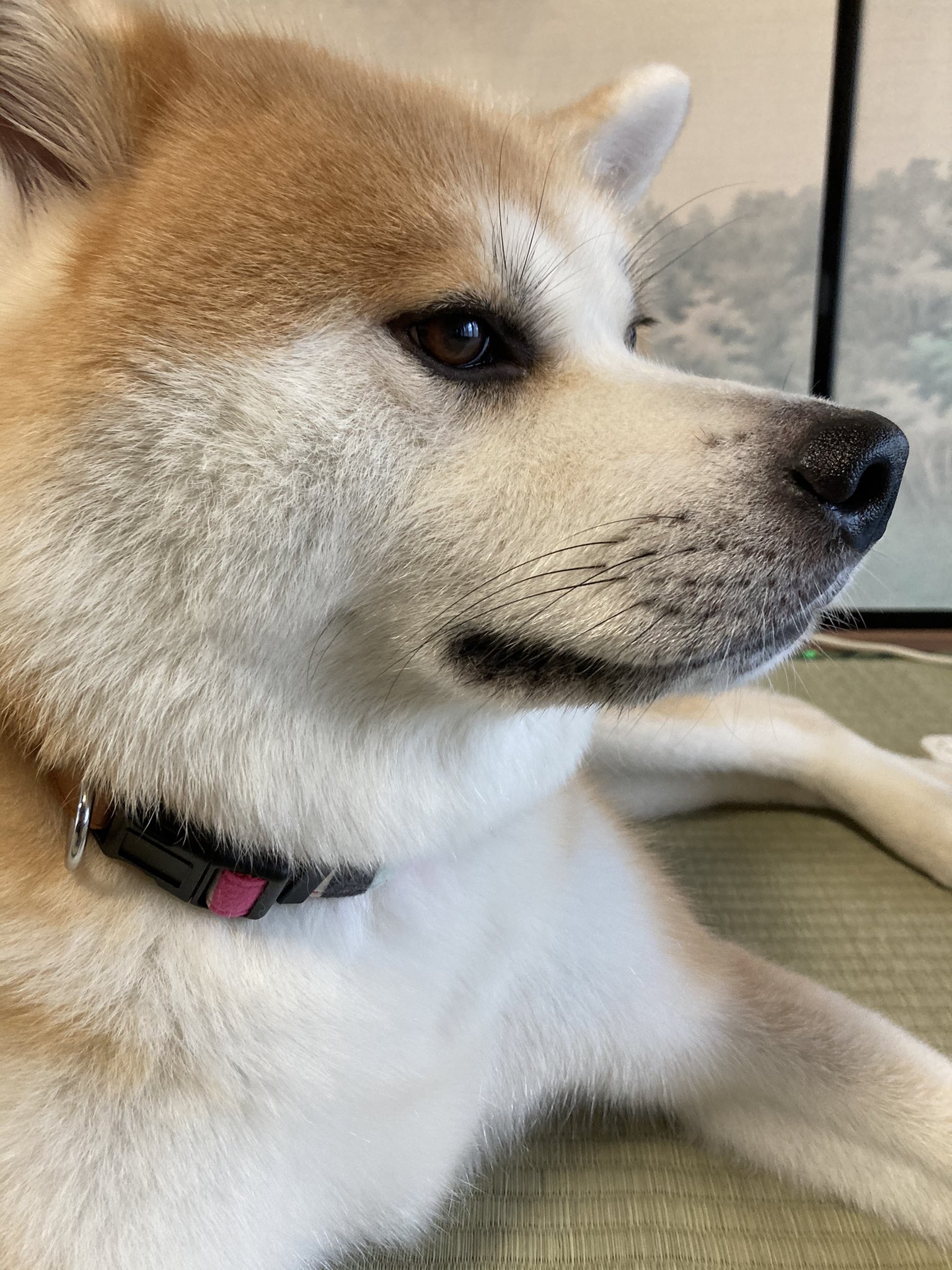 تويتر 秋田犬すず على تويتر 今日はいちだんと凛々しい ゚ ゚ 秋田犬 犬 T Co Vo0eonotwu تويتر 秋田犬すず على تويتر 今日はいちだんと凛々しい ゚ ゚ 秋田犬 犬 T Co Vo0eonotwu
