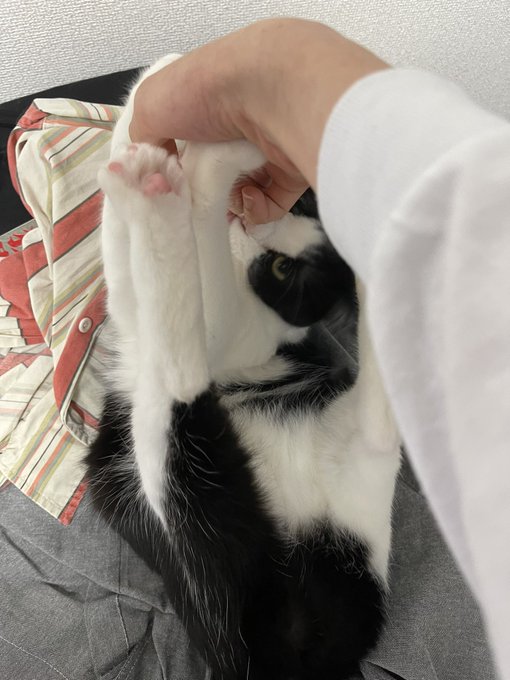 突然ひっくり返された理不尽に抗うねこ 