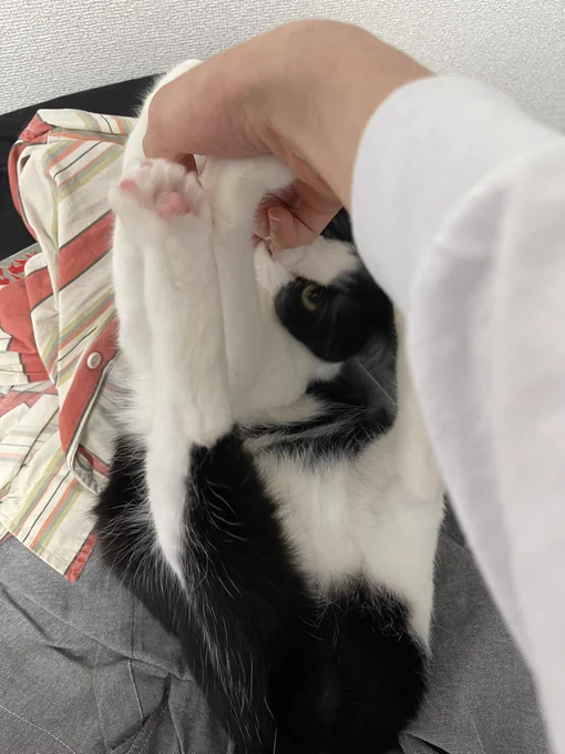 突然ひっくり返された理不尽に抗うねこ 