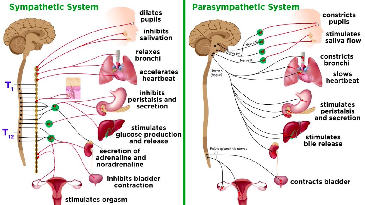 RPhcutie_2023's tweet photo. SYMPATHETIC VS PARASYMPATHETIC https://t.co/kIKuu8oy5e