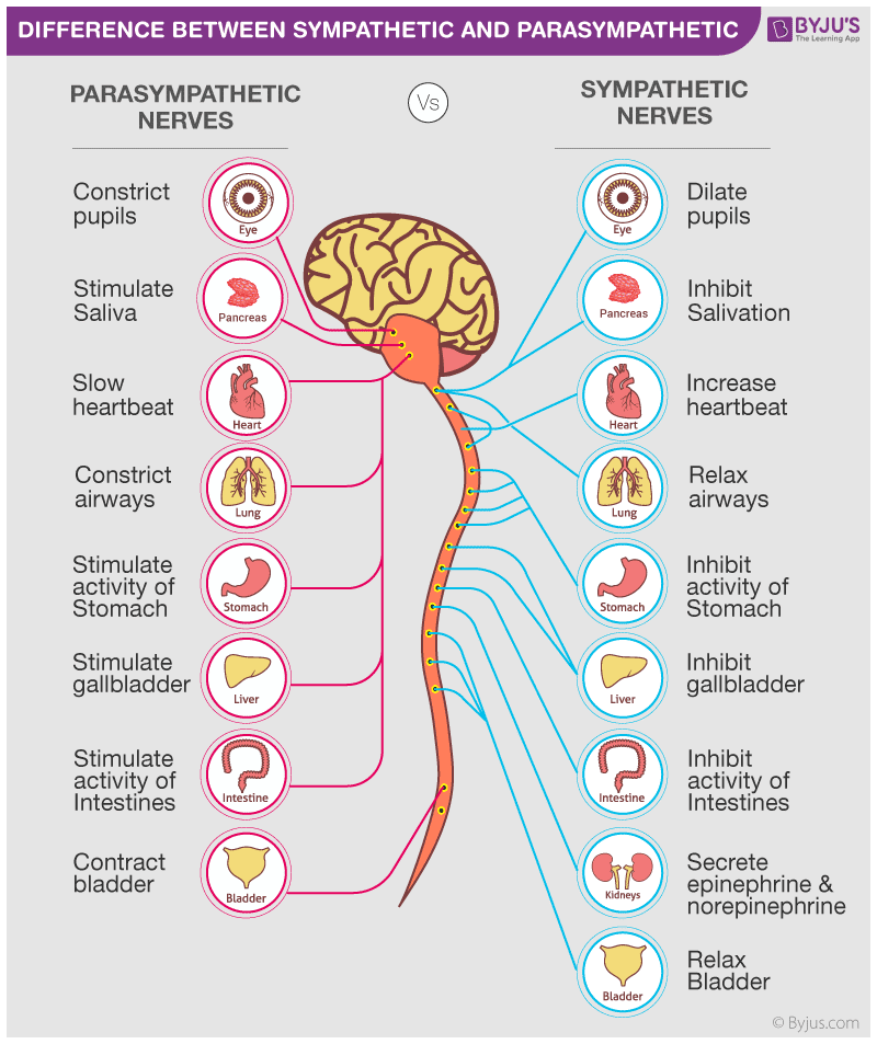 RPhcutie_2023's tweet photo. SYMPATHETIC VS PARASYMPATHETIC https://t.co/kIKuu8oy5e