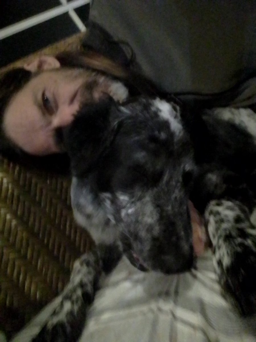 foxdup's tweet photo. My magnificent beast!
Selfies are impossible.
I adore this animal. #LifeWithLakota #Maremma #IrishWolfhound #Staghound #RealDogs https://t.co/yihkmTHWsY
