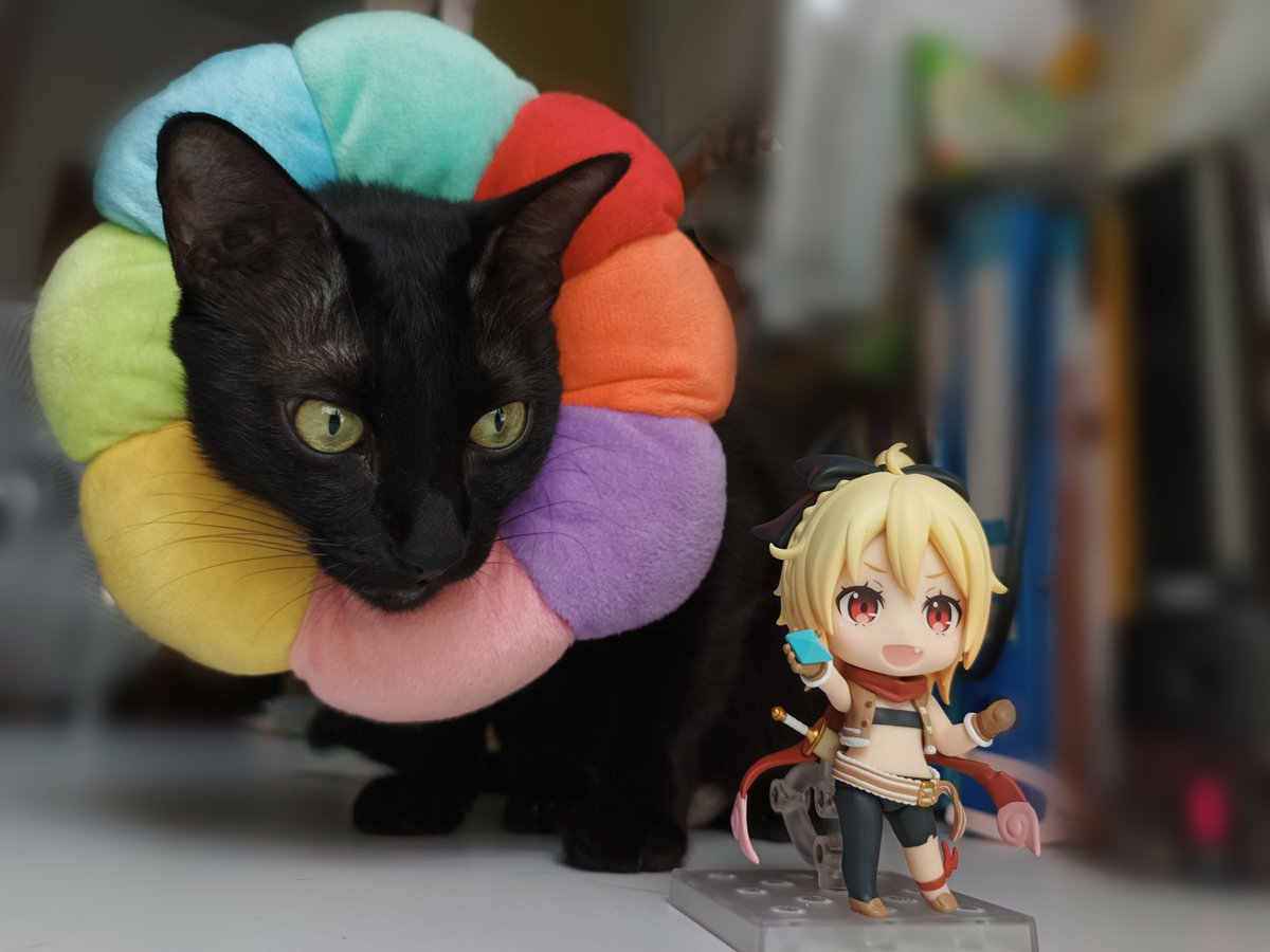 FranAmbush's tweet photo. My cat wearing a silly flower
#SmileFigure https://t.co/jNaGtHGITH