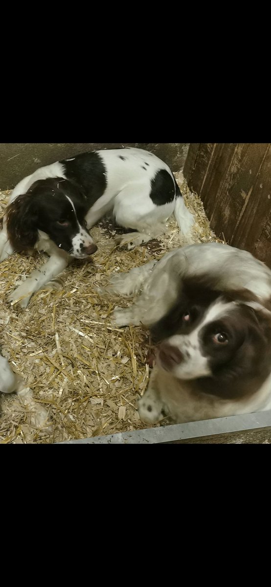 NINETEEN7T4's tweet photo. My Dogs are Lost or stolen since July 20th in the Ballinakill,Ferns area of Co. Wexford.Any sightings or information would be really appreciated. Thank you https://t.co/6lb4CHvdfE
