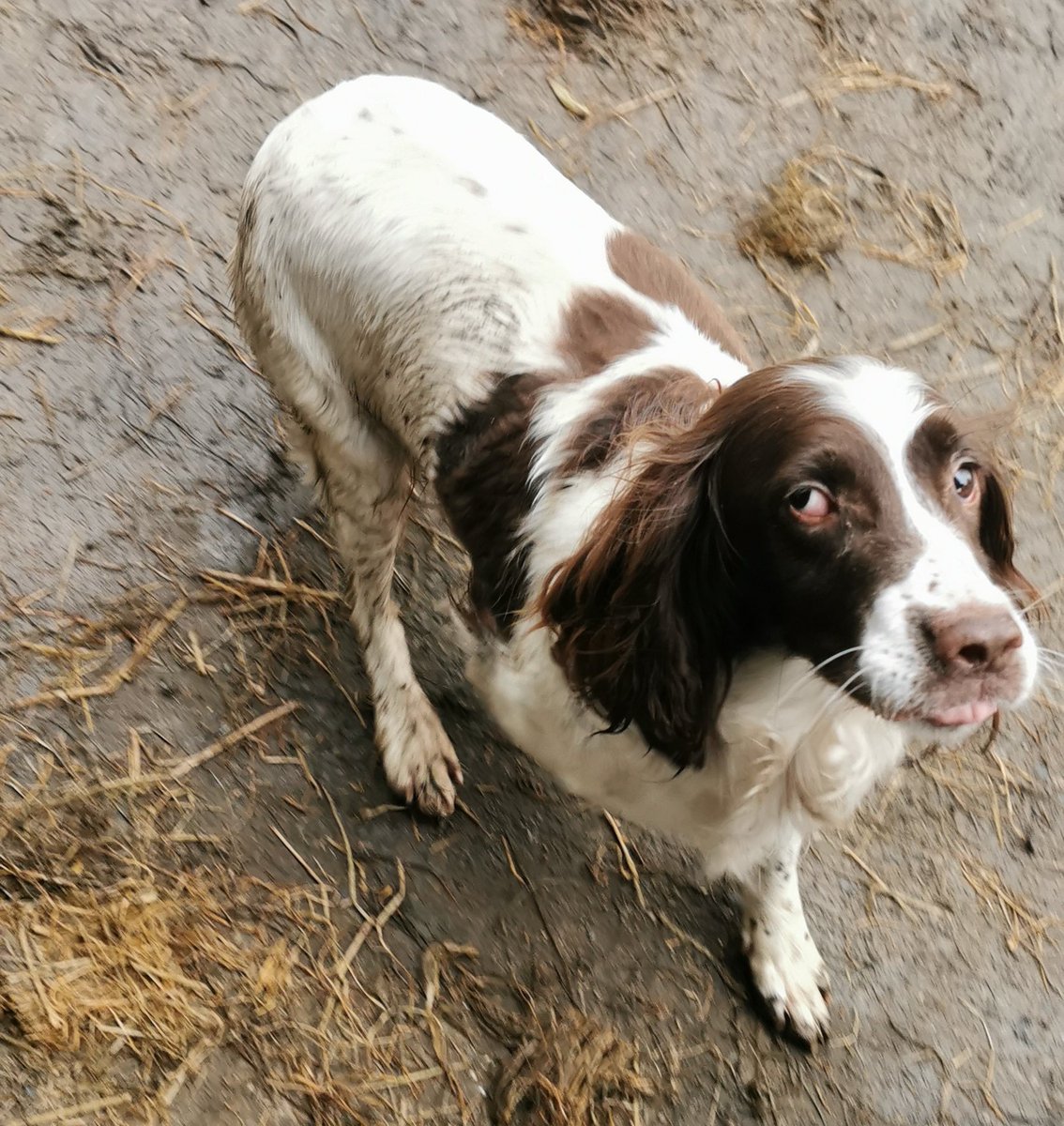 NINETEEN7T4's tweet photo. My Dogs are Lost or stolen since July 20th in the Ballinakill,Ferns area of Co. Wexford.Any sightings or information would be really appreciated. Thank you https://t.co/6lb4CHvdfE