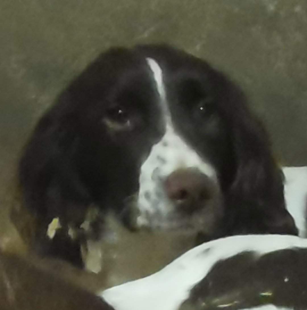 NINETEEN7T4's tweet photo. My Dogs are Lost or stolen since July 20th in the Ballinakill,Ferns area of Co. Wexford.Any sightings or information would be really appreciated. Thank you https://t.co/6lb4CHvdfE