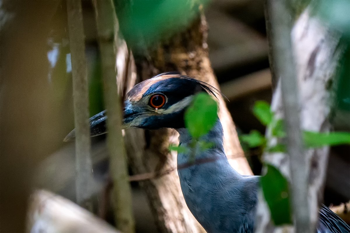 GF4Birds's tweet photo. Absolutely love these pictures I got of a Yellow-Crowned Night Heron amongst the mangroves. #waterbirdwednesday

#birding #feathered #birdphotography #nature #floridabirds #florida #birds #bird #naturepics #sonya7iii #yellowcrownednightheron #herons https://t.co/yVARn35MOx