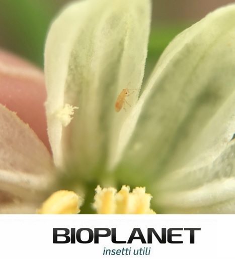 bioplanetES's tweet photo. 📸Ninfa de #Oriuslaevigatus (#LEVIPAK) lista para alimentarse de #Frankliniella occidentalis.👏
✅Observar los primeros estadios ninfales de este antocórido tras una suelta en el cultivo de 🫑, es la señal clara de que su instalación está en marcha.
#Bioplanet #Controlbiológico https://t.co/5wMqJEEbe5