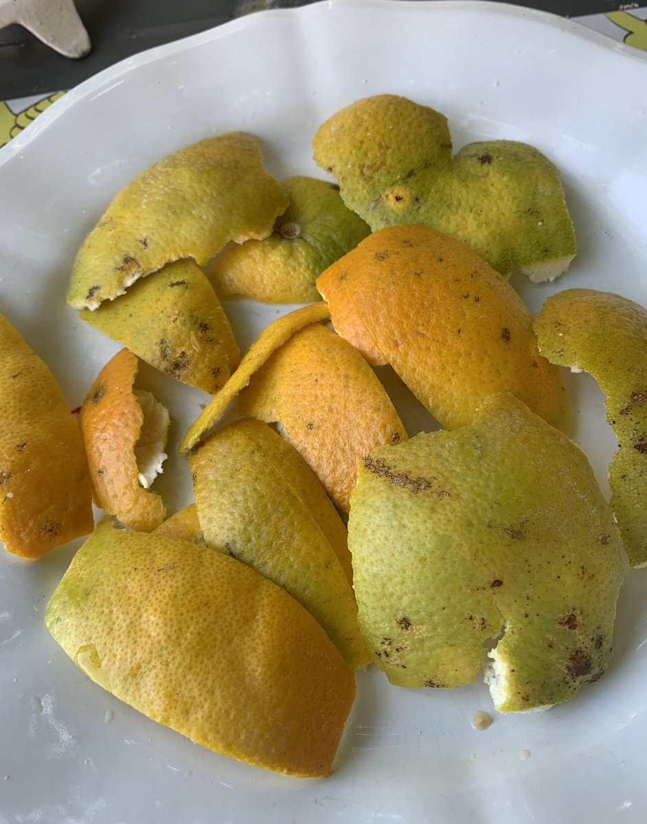 L’orange Corse, mon dessert à chaque repas. Par rapport aux oranges d’Espagne ou du Maroc : elle est hors calibre parce que + petite. Hors normes aussi : l’orange Corse est moitié verte, bosselée, tavelée… peu de succès auprès des touristes… Mais c’est ma préférée ! #corse