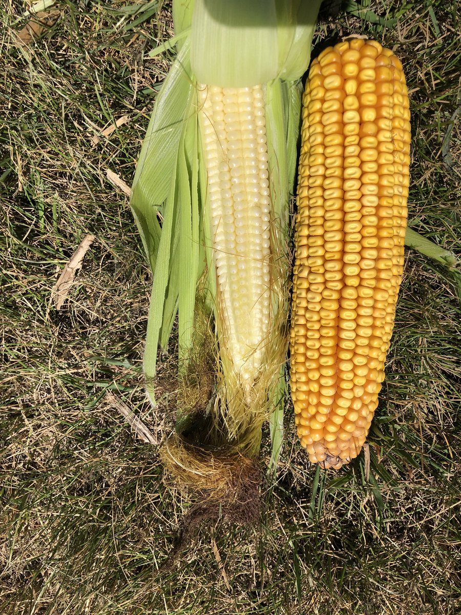 ChuckGrassley's tweet photo. I ruined a future ear of corn by opening it up so I could show u the early development of an ear of corn In abt 2 months it will be a mature ear of corn like the 1 from last yr u see beside it #cornwatch https://t.co/Ak5cYTgCJK