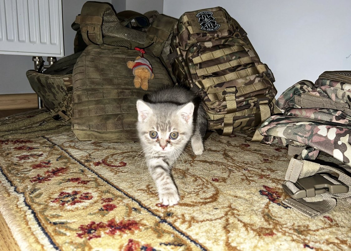 UkrARMY cats & dogs on Twitter: 