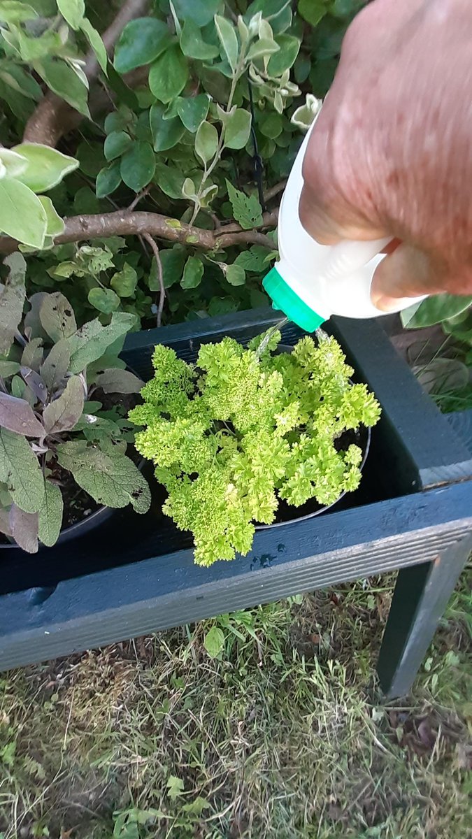 babshooli's tweet image. It's SnipAsYouCoopShop...... Thks @MintlawAndDistrictMen'sShed, &amp;amp; @AdenPlots for herb planters - pls Snip to add flavour to your meal @coopuk #Peterhead, #Mintlaw and #Strichen! ...&amp;amp; grab the recycled watering can (patent pending!) &amp;amp; give the herbs some TLC too!
@Keith32767104
