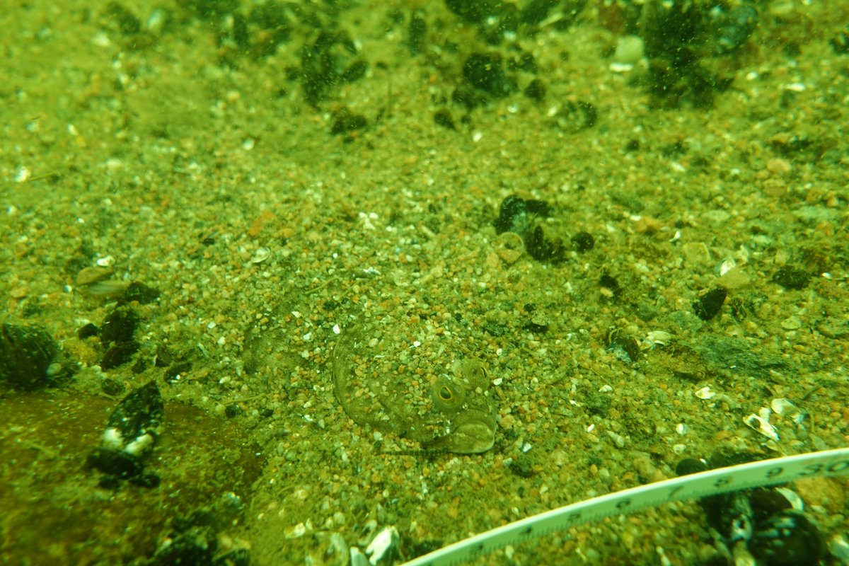 biodiversea_ax's tweet photo. ÅlandSeaMap karterar på Kökar den här veckan. Vi har hittat karga och vågeroderade undervattensmiljöer som lyckas uppehålla ett välmående och mångfaldigt artsamhälle, reflekterande skärgården ovanför ytan. Bilder tagna av Petra Arola. #MarineMapping #Åland #Kökar #Östersjön https://t.co/WepYvuHG84
