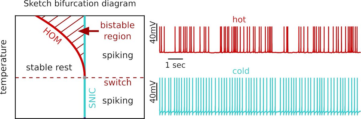 Three dynamic classes of APs in regularly firing cells are known. Using temperature to switch spiking, our results suggest the neglected third type, homoclinic spiking with its intriguing coding and synchronisation properties, is relevant in the brain. nature.com/articles/s4146…