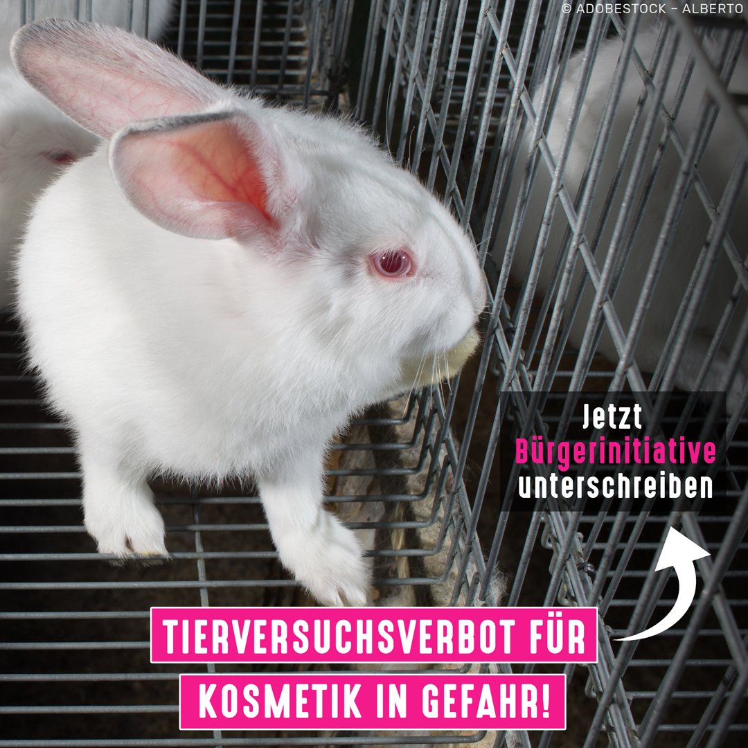 tierschutz_bund's tweet photo. In der EU werden wieder leidvolle Tierversuche für #Kosmetik eingefordert. Das Tierversuchsverbot für Kosmetik, für das wir 40 Jahre lang gekämpft haben, muss aber bestehen bleiben. Bitte unterzeichnen 👉 https://t.co/fA4uKIMVT9 #EuropaOhneTierversuche #savecrueltyfreecosmetics https://t.co/veBonJkriu