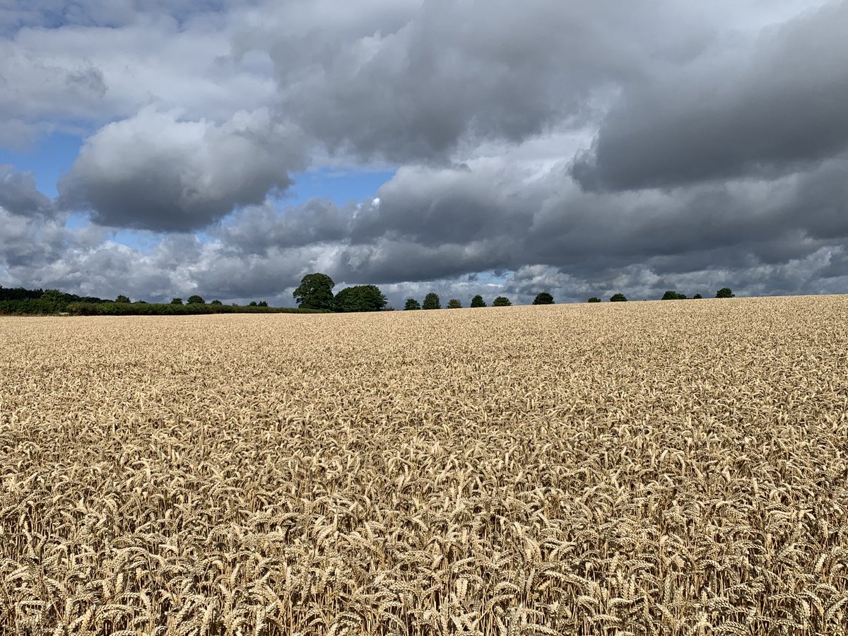 Helen Lambirth tweet media