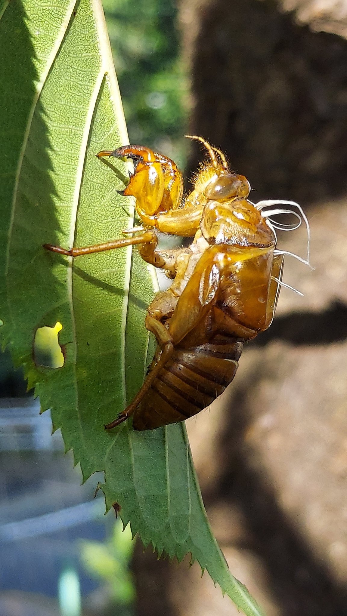 キュウシュウエゾゼミ標本