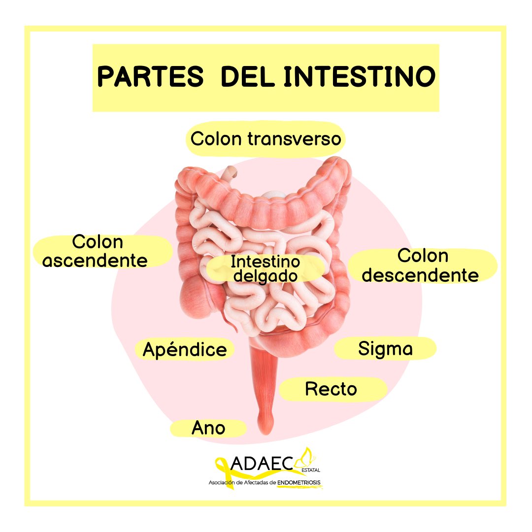 La localización de endometriosis extragenital se estima entre un 3 y un 35%  . La localización intestinal es la más frecuente, siendo más habitual a  nivel rectosigmoideo (90% de EI) seguido por, image size:1080x1080