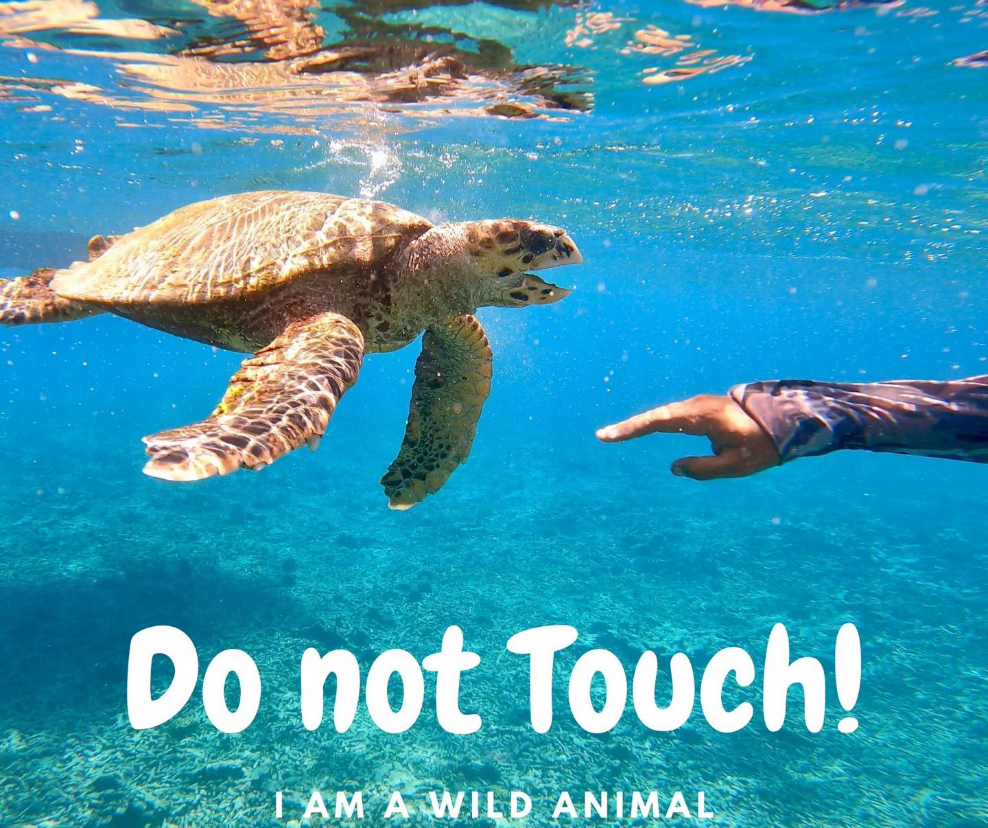 Why Is Touching Sea Turtles Illegal