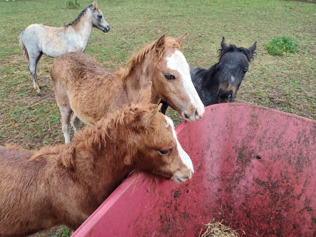 Wirral Life Magazine (@wirrallifemag) on Twitter photo Giddy up and ride on down to Horse Sense, Thornton Hough 
this weekend for a rare chance to meet the ponies... 
Find out more 👉ow.ly/c9PE50Kamz6 Giddy up and ride on down to Horse Sense, Thornton Hough 
this weekend for a rare chance to meet the ponies... 
Find out more 👉ow.ly/c9PE50Kamz6