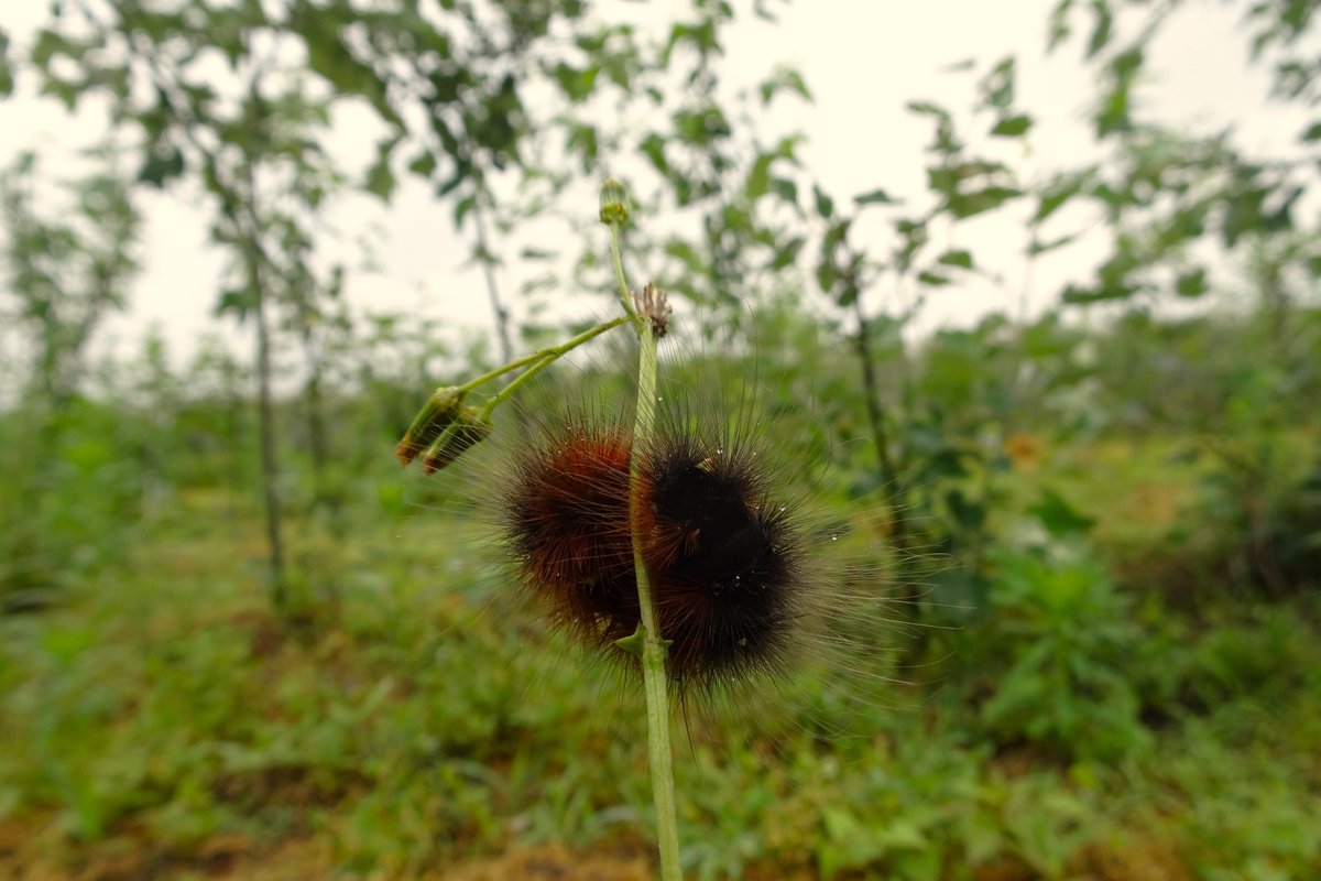 🌳🐝🐛🪱🌳 Interesse an #Agroforstwirtschaft und #Biodiversität? Wir suchen eine/n Mitarbeiter/in für den #Wissenstransfer zu #Agroforstsystemen, biologischer Vielfalt und #Ökosystemdienstleistung|en. Bewerbungsfrist ist der 22. August.

agroforst-info.de/2022-08-03/