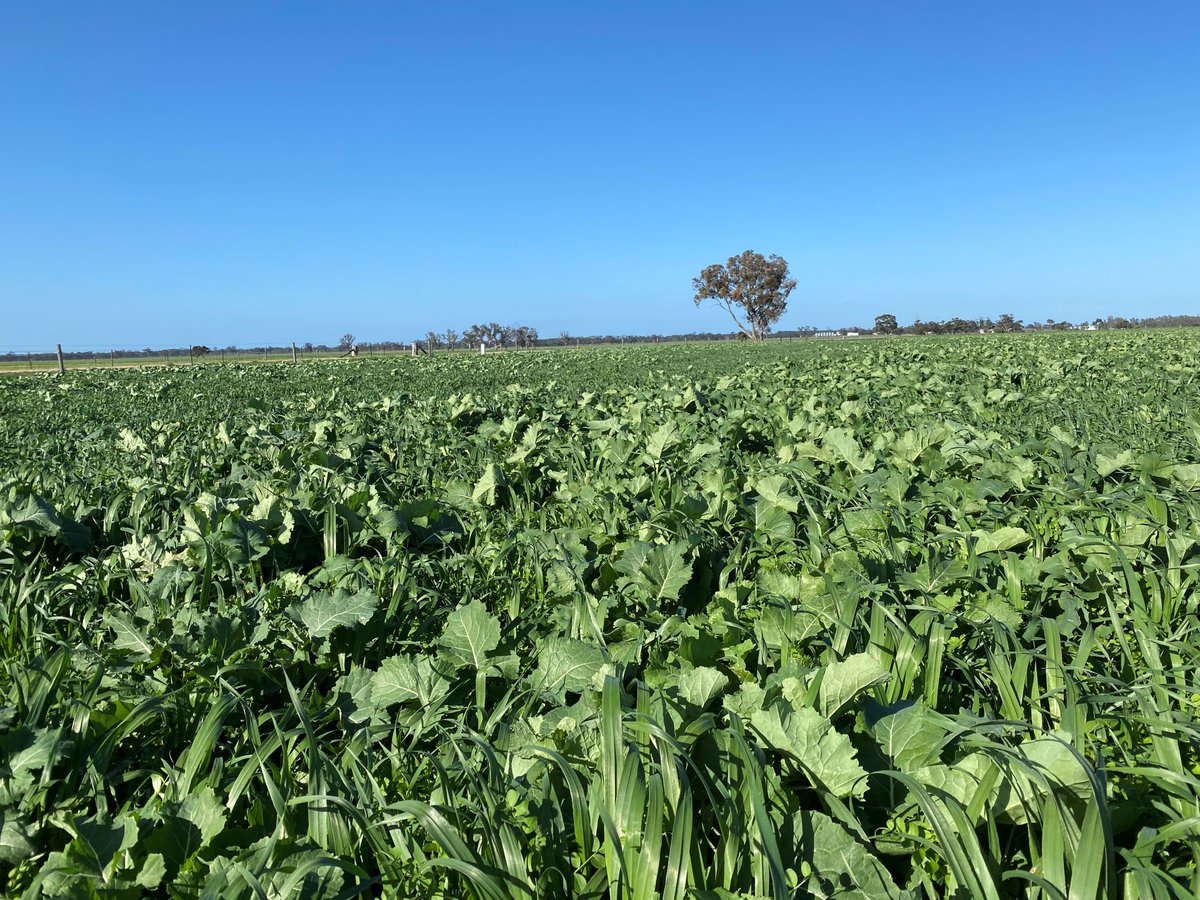 S&W Seed Company Australia tweet media