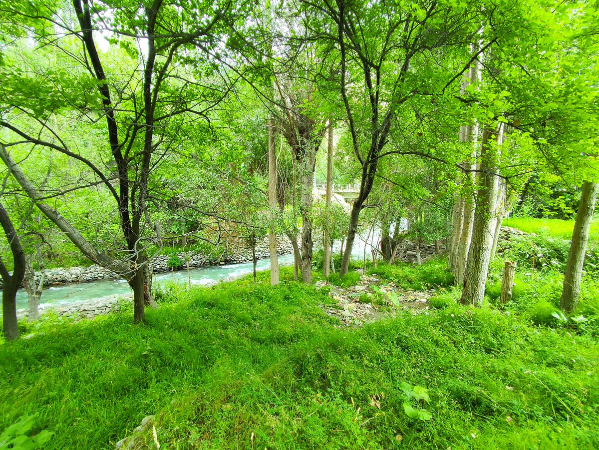 DrMohdTariq's tweet image. Master Ghulam Hussain SB, the hike, the apricot tree and the team 102. A memorable day to end field visits of course BIO102 in Mehdiabad Kharmang. We all missed Faisal @Sainsdaan badly as he was busy yesterday #Bio102 #lifesciences #LUMSxUoBs #Skardu @sbasselums