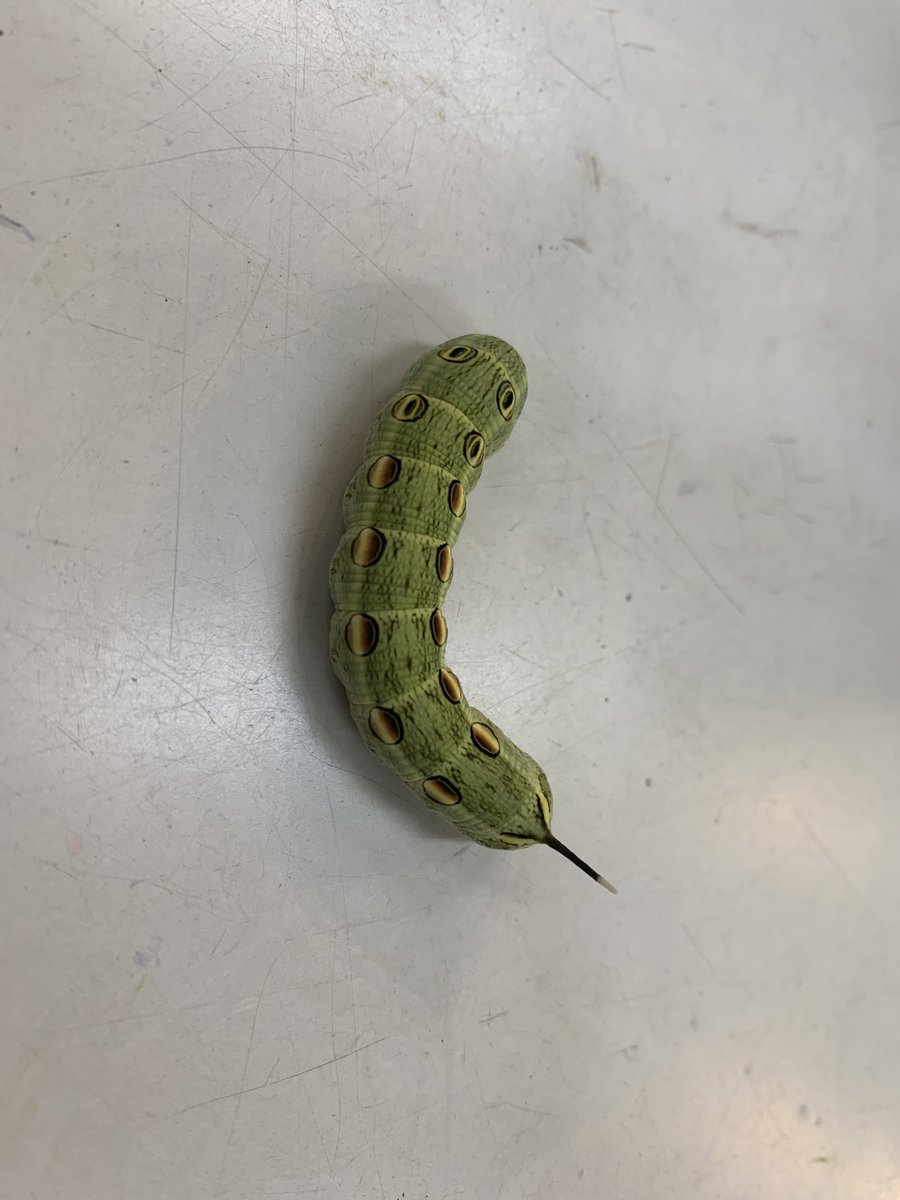 野外でスタッフがセスジスズメを捕まえてきました セスジスズメの幼虫の多くは黒か茶色ですが 稀に緑色の個体もいます 私は緑色の個体を始めて見たので 意外とレア度は高いかもしれません 色は様々ですが 目玉模様とお尻のツノは一緒ですね 足立区 生物園