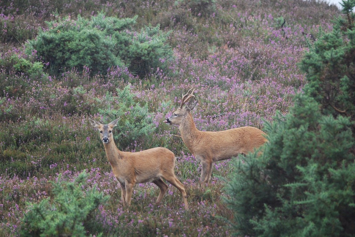 The #RoeDeer rut (mating season) occurs earlier than other larger #deer species &amp; runs around mid-July to mid-August. Does (females) delay implantation to avoid young being born during winter &amp; will give birth from late April to June.

📷 Lee Knight 
#WildlifeWednesday #NewForest