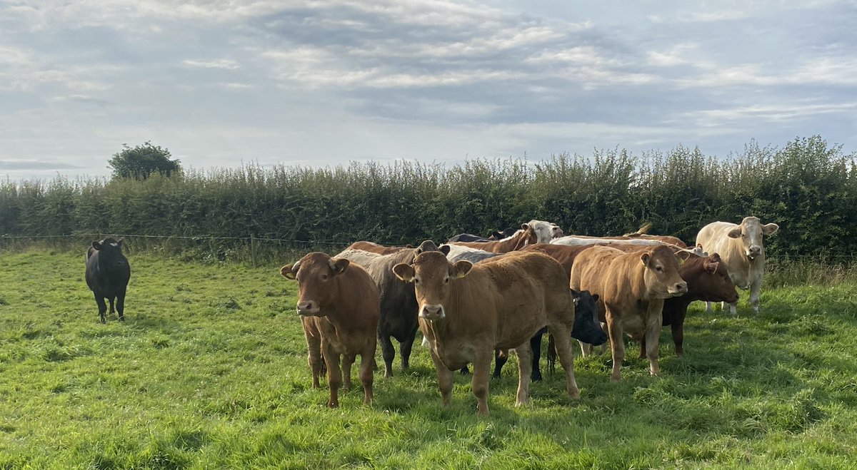 Williams Gate tweet media