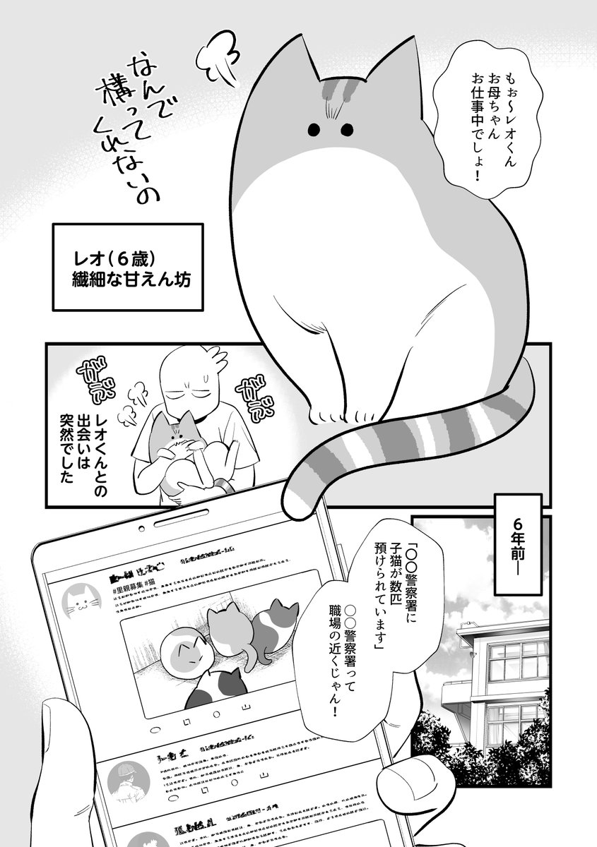 我が家の猫たちとの出会いについて1/3 