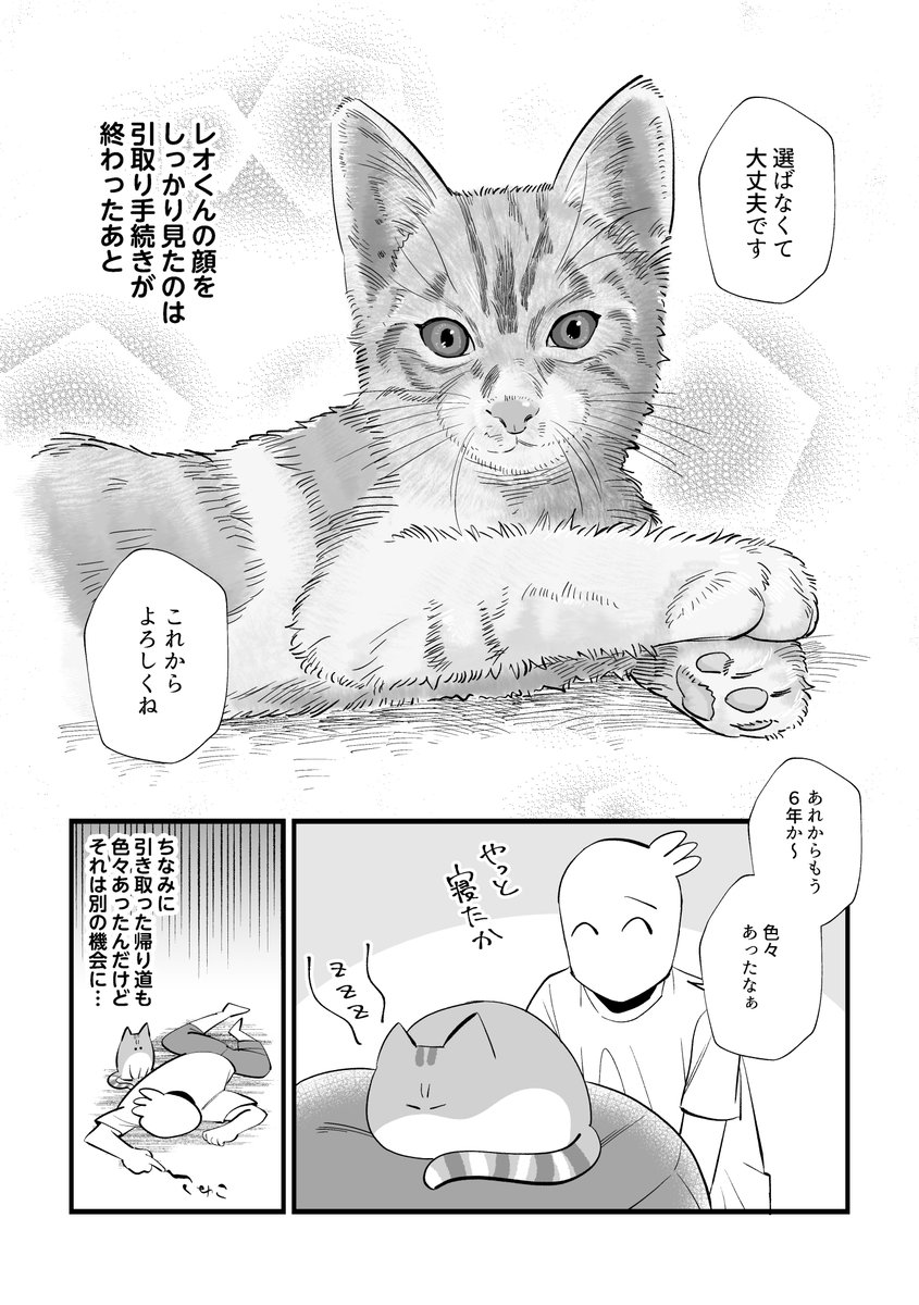 我が家の猫たちとの出会いについて2/3 