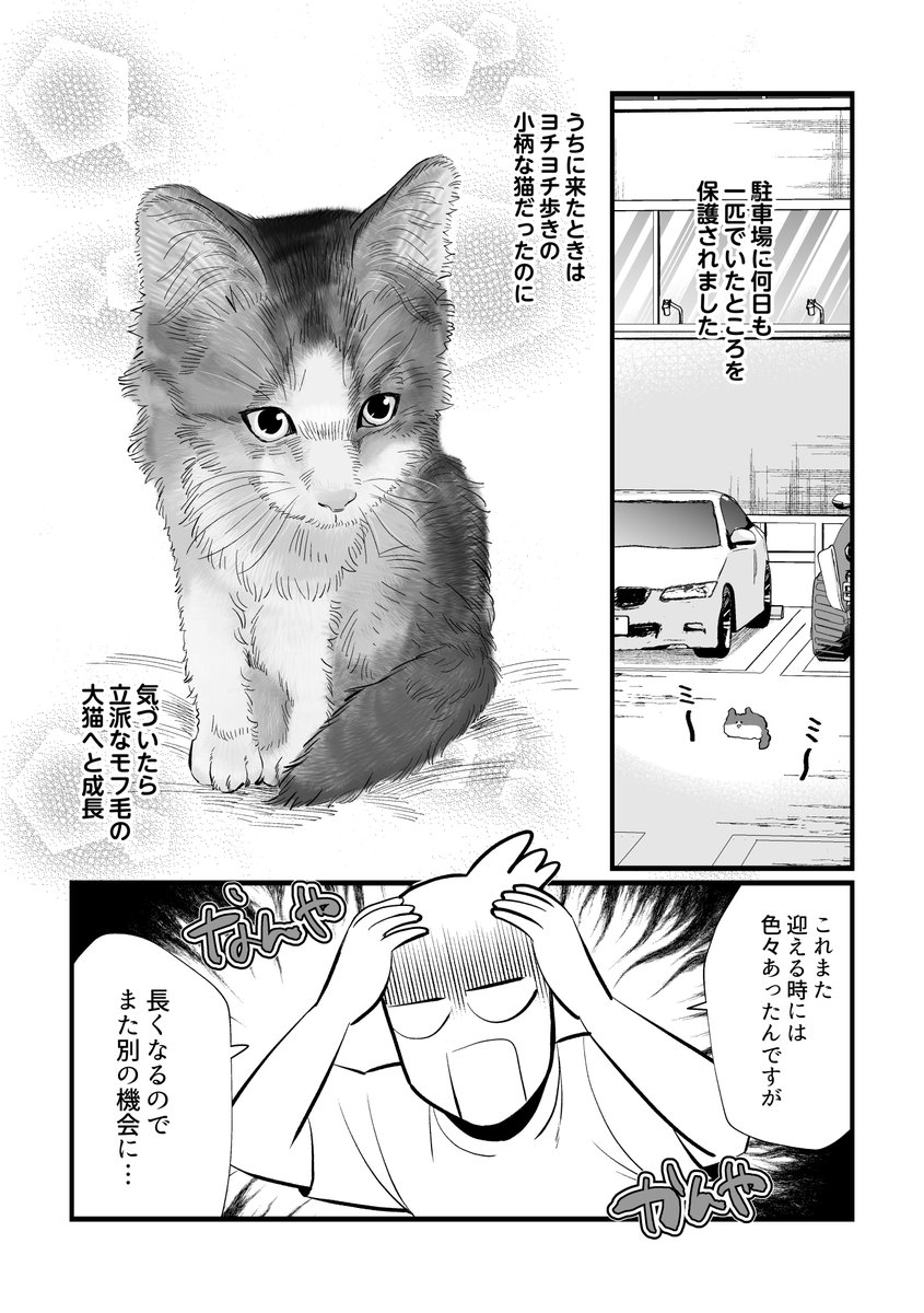 我が家の猫たちとの出会いについて3/3 