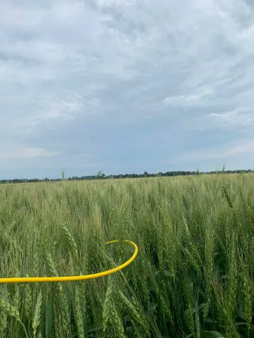 #Canada #croptour day 1: two cars: 1 heading NW of #Saskatchewan the 2nd starting from #Winnipeg to cover NE #Alberta countings on #wheat #canola condition + farmers' feedback. more details: buff.ly/3vMEtRl
#ArgusCanadaCropTour2022 #LeftField
organised with <a href="/LeftFieldCR/">Chuck_Penner</a>