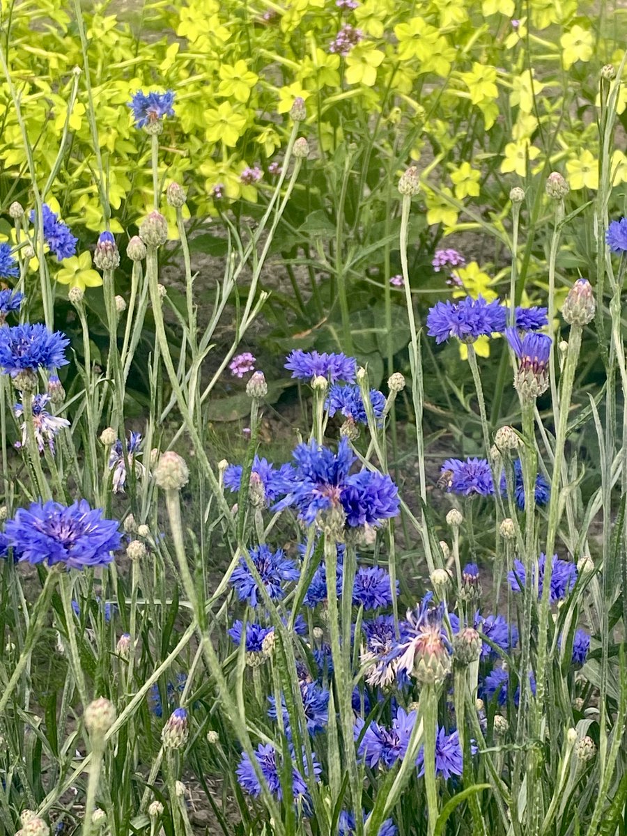 Great summer market planned this Sat 6 Aug 9-1.30 pm full of artisan food &amp; craft stalls.  Live music, courtyard kitchen open &amp; beautiful summer gardens too!