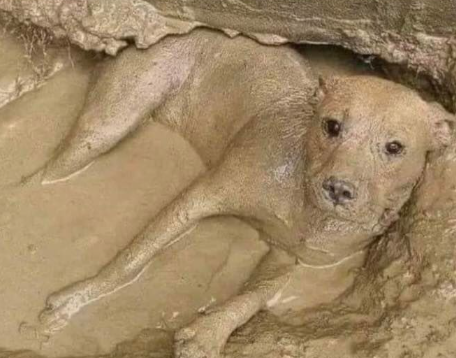 Flantasma1's tweet photo. Nadie:
Mi perro después de estuve 3 horas bañándolo: https://t.co/PfN2wbNRgj
