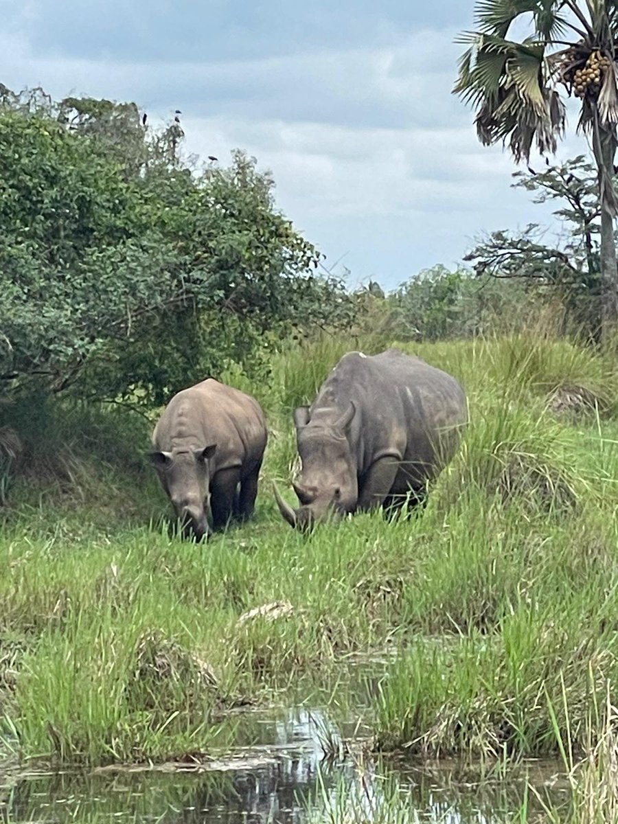 Camp Uganda tweet media