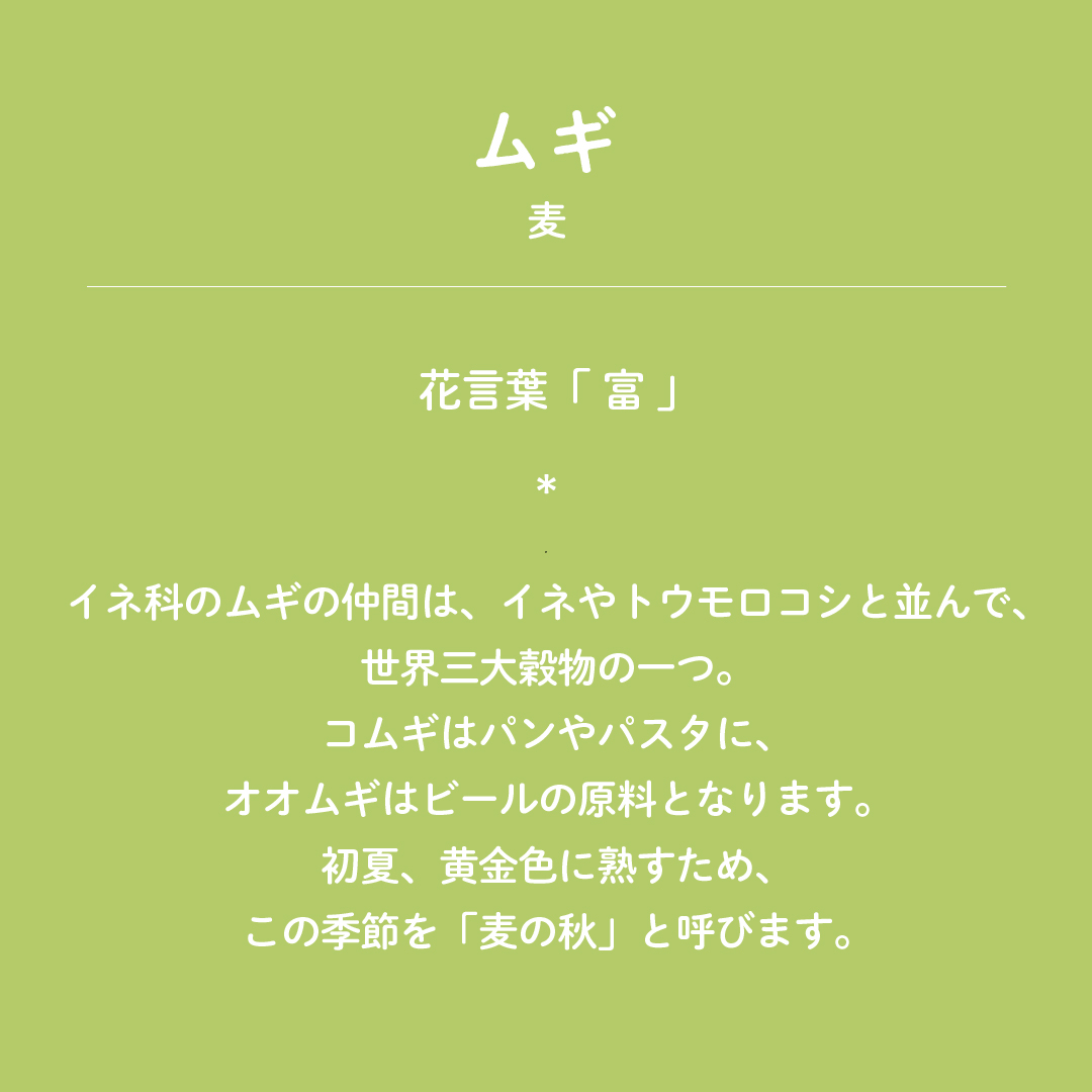 تويتر 暦生活 こよみせいかつ على تويتر 今日の誕生花は ムギ 麦 花言葉は 富 です イネ科のムギの仲間は イネや トウモロコシと並んで世界三大穀物の一つです コムギはパンやパスタに オオムギはビールの原料となります 初夏 黄金色に熟すため