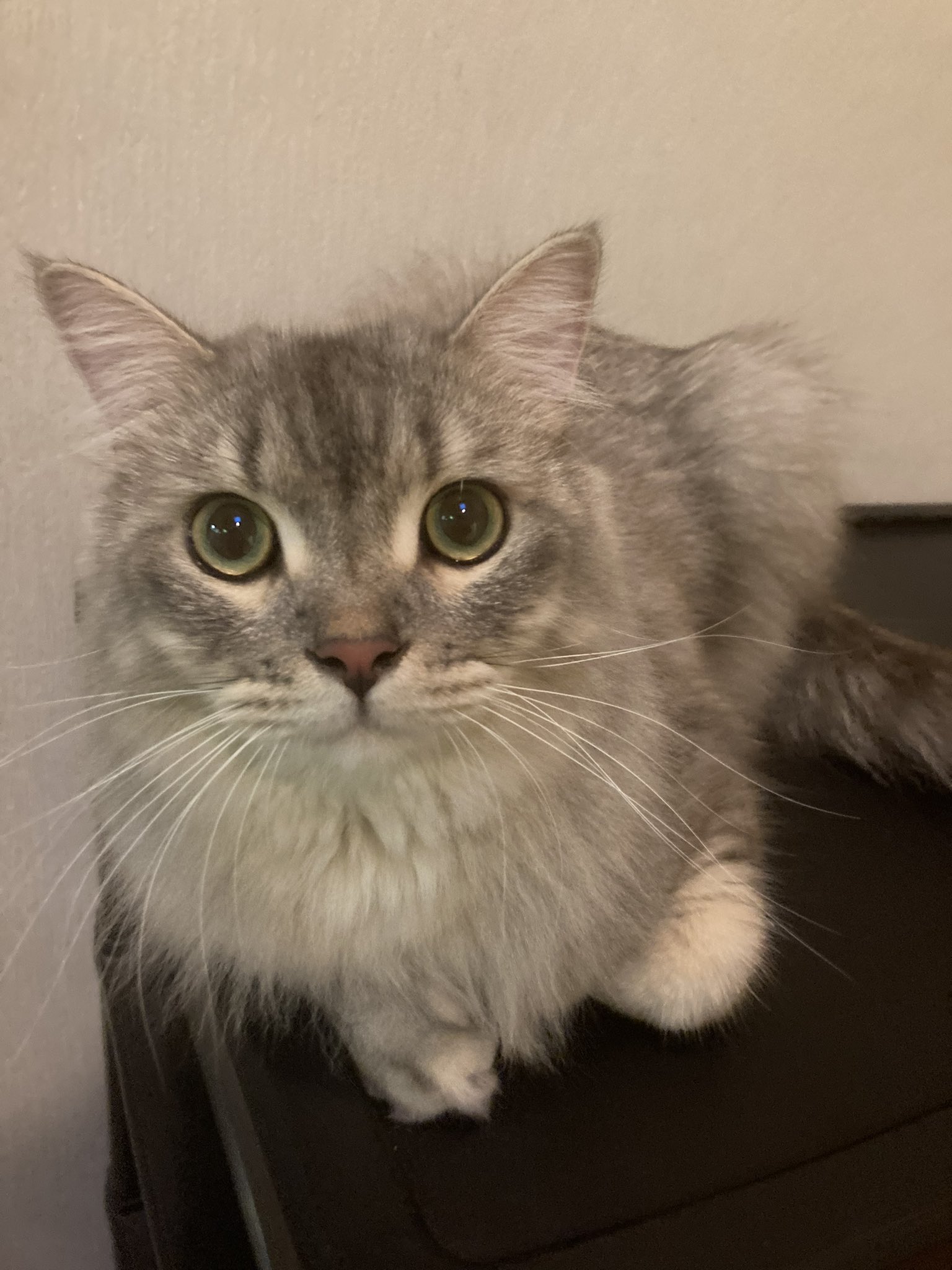 ちょびくん サイベリアン Chobicat 0616 Twitter
