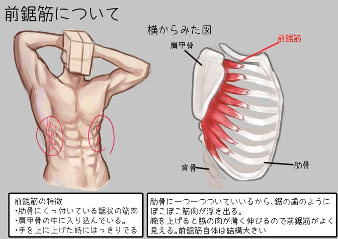 個人的に前鋸筋が好きなんだけど、前鋸筋についてよくわかっていなかったので作った 