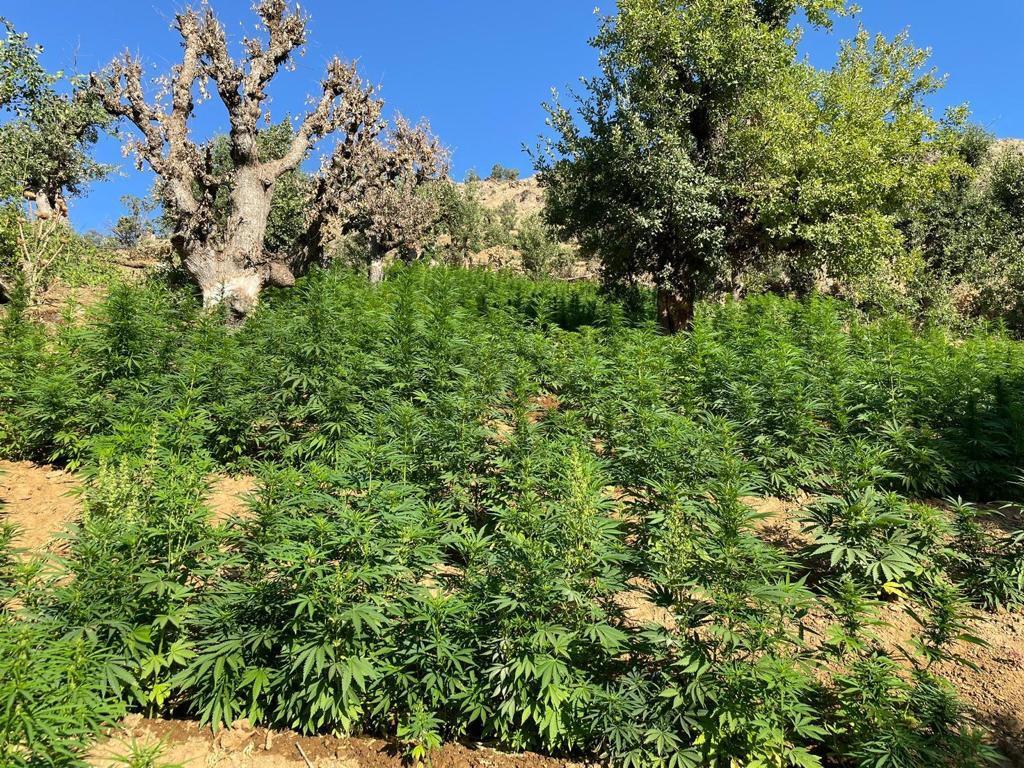 Narkoterör’e bir darbe daha❗

Eren Abluka-9 Narkoterör Operasyonu'nda Bingöl kırsalında;
3️⃣ MİLYON 3️⃣2️⃣9️⃣ BİN 
KÖK KENEVİR
21.200 KÖK SKUNK
152 kg ESRAR 
ELE GEÇİRİLDİ

Terörün finansmanına da, çocuklarımızın zehirlenmesine de asla izin vermeyeceğiz. 

@Jandarma'mıza tebrikler👏