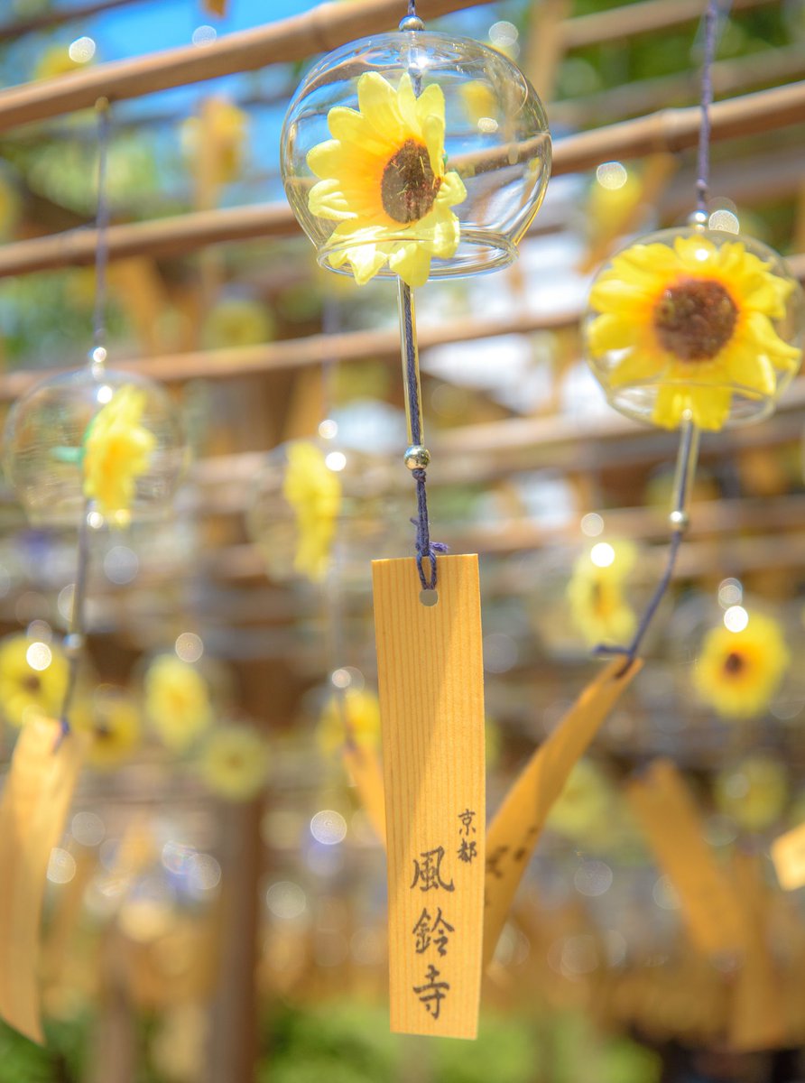 4869picture's tweet image. 【正寿院 風鈴まつり】
久しぶりの風鈴寺🎐
夏らしくも涼しい景色が見れました✨風が吹いて一斉に風鈴がなびく姿は圧巻です👏🏻

#正寿院 #風鈴 
#ファインダー越しの私の世界ᅠ 
#写真好きな人と繋がりたい