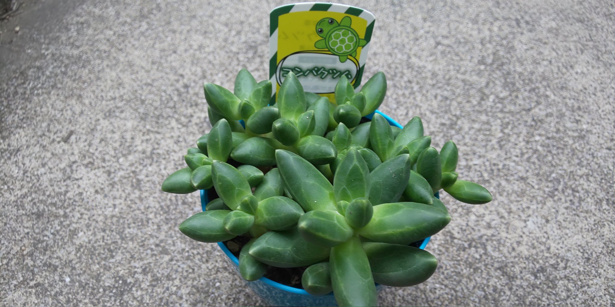 多肉植物^o^ 葉挿し赤ちゃんほろ酔い美人錦 多肉植物^o^ 葉挿し