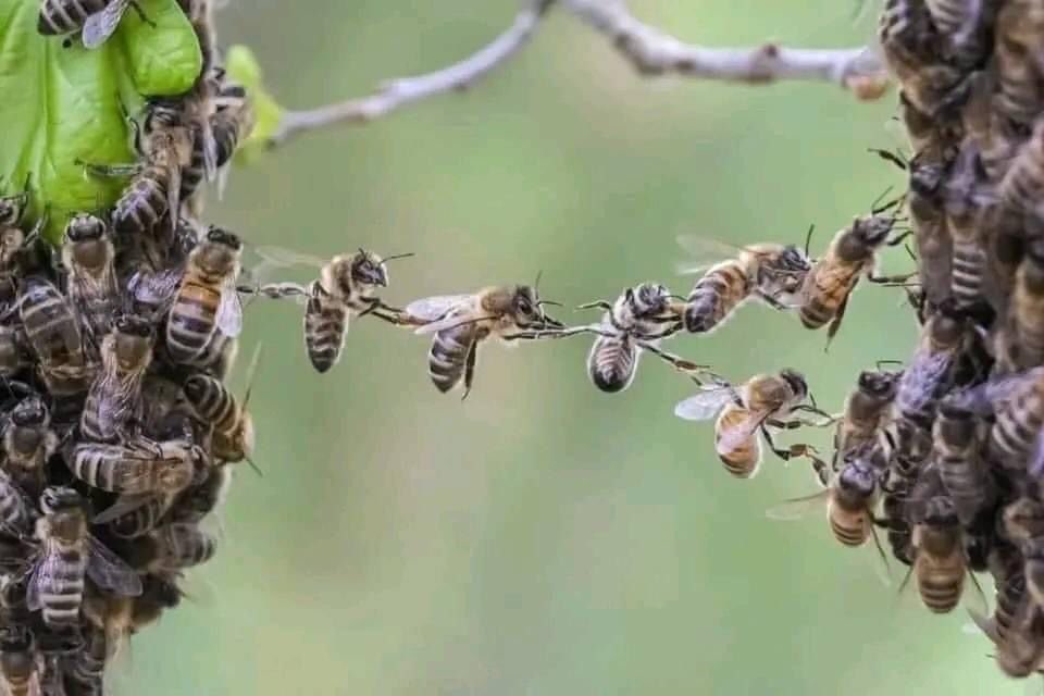 LuisAGonzalo10's tweet photo. Para crear hogar (comunidad) hay que contar con todos y posibilitar que todos cuenten; reconocer a cada uno para que el proyecto común enamore y se respire esperanza. https://t.co/jIu8qKaBaM