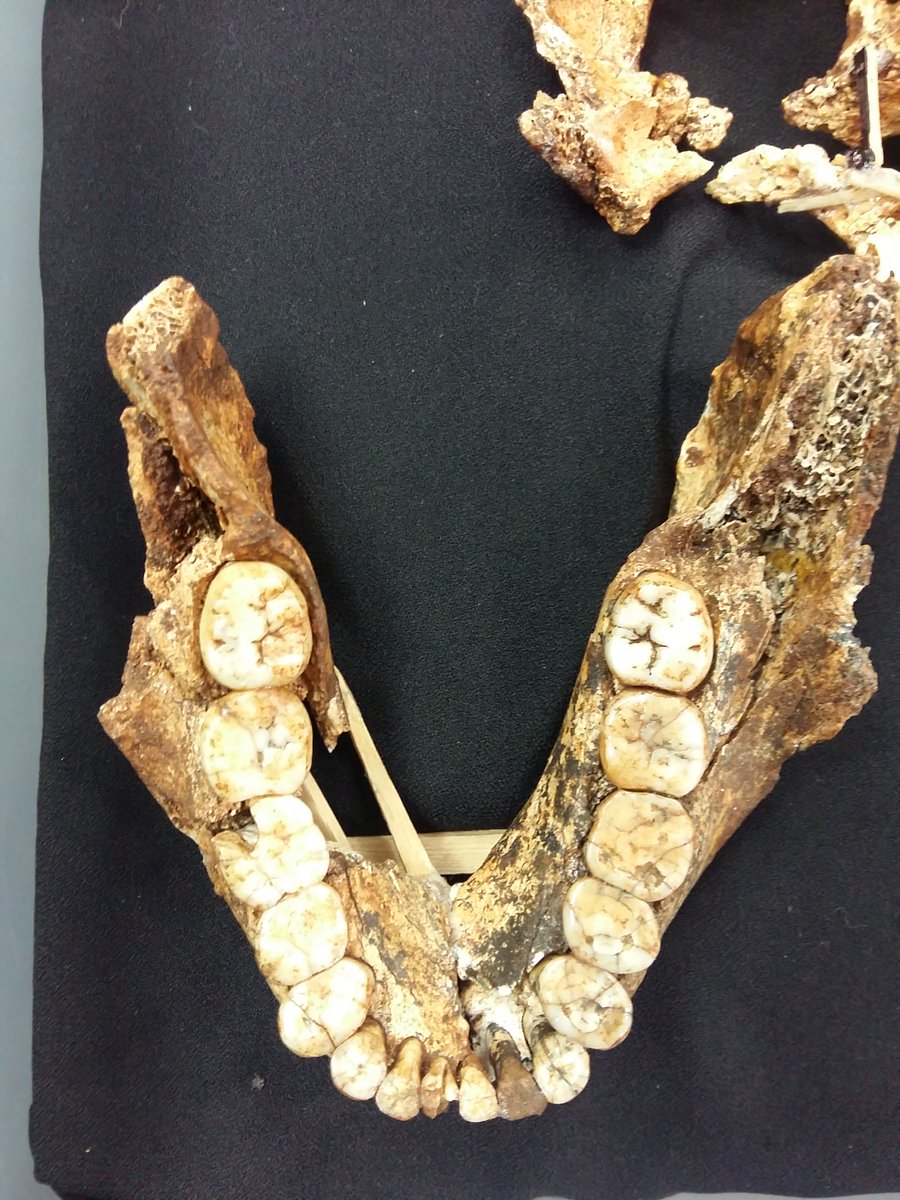 OriginsCentre's tweet photo. Which robust, ancient hominin, that lived around 2 million years ago, had very large molars and a large powerful lower jaw? Here's a pic, guess what the next Centenary Object is.
SAVE THE DATE! 27 August from 10H00, You have to see this in person!
#CentenaryObject #Wits100 https://t.co/sm4wnEPeNc