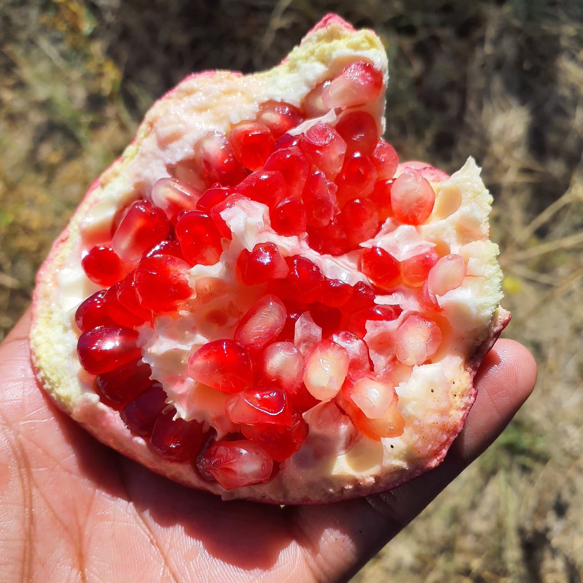 FAONamibia's tweet photo. Due to the non-existence of import conditions of #pomegranate in RSA🇿🇦, the #NPPO of Namibia is required to provide the importing country (RSA) with a pest information package, which will aid in facilitating market access of pomegranate to RSA for NAM🇳🇦 producers.

2/2 https://t.co/KZONa2VpNB
