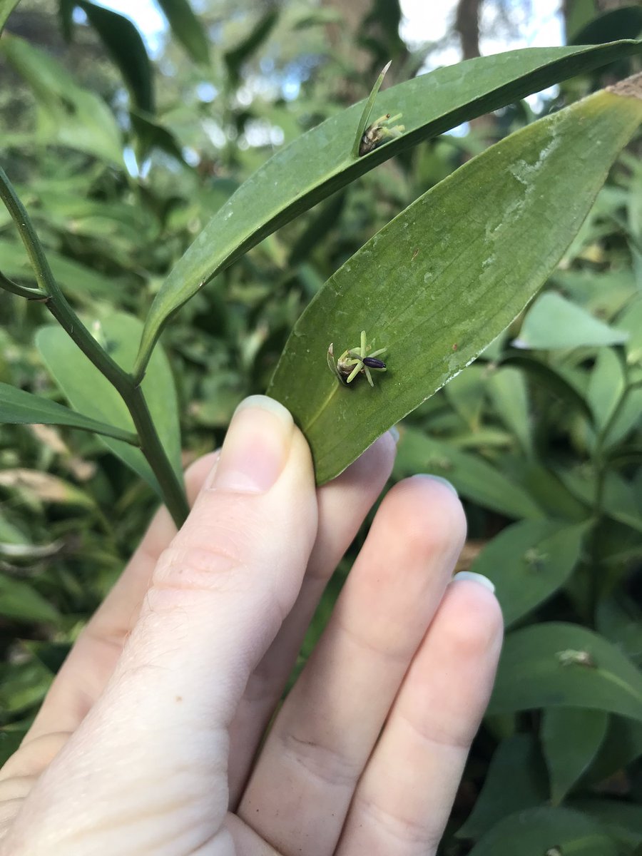 lost_in_botany's tweet photo. #Ruscus sp. showing very well how leaf like #Cladodes can look! https://t.co/500LjFZIGm