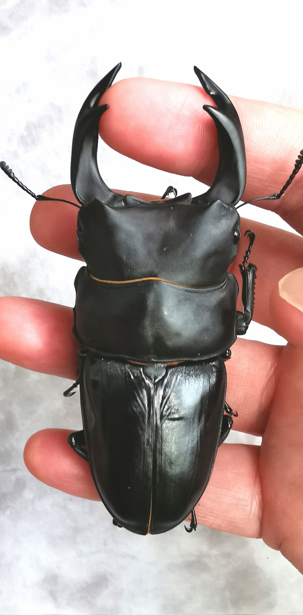 使用済個体】能勢YG血統オオクワガタ♂87.2mm（yasukong氏1923ライン）